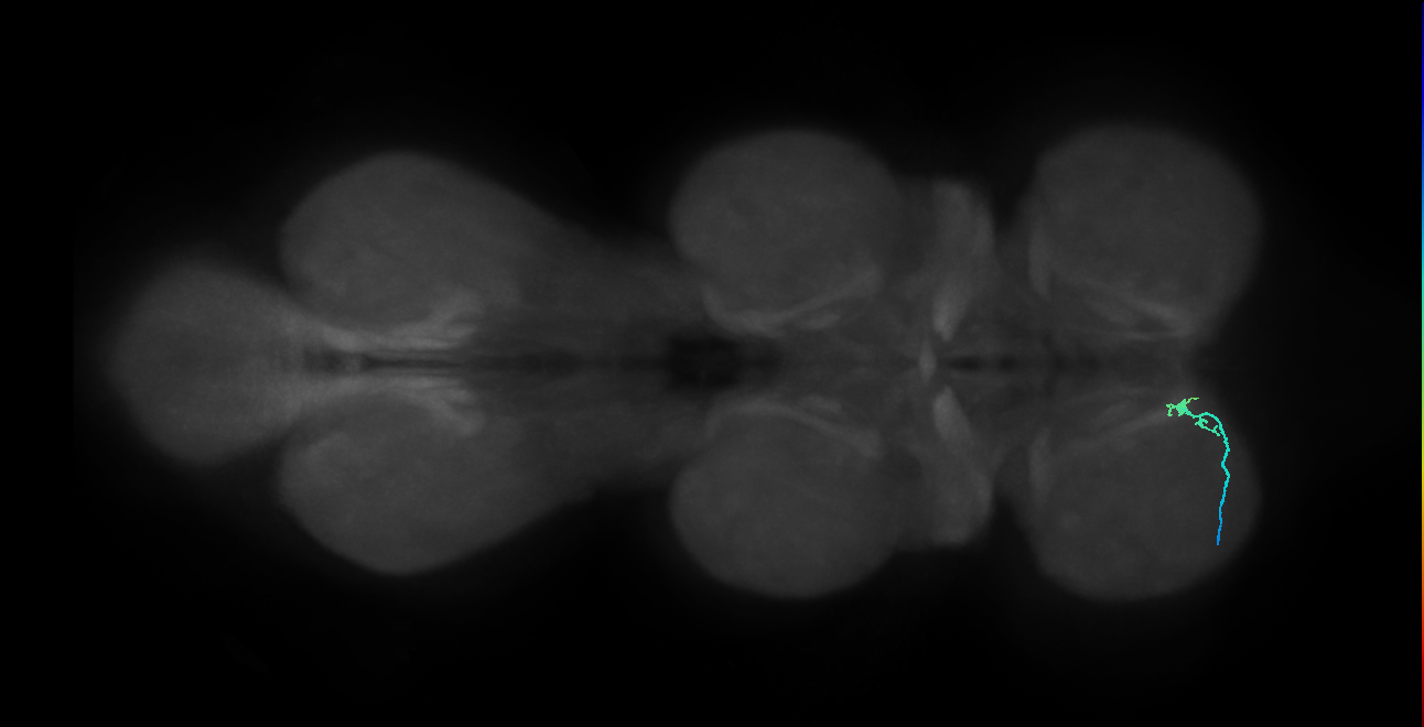 SNtaxx_ProLN_L (MANC:42302)