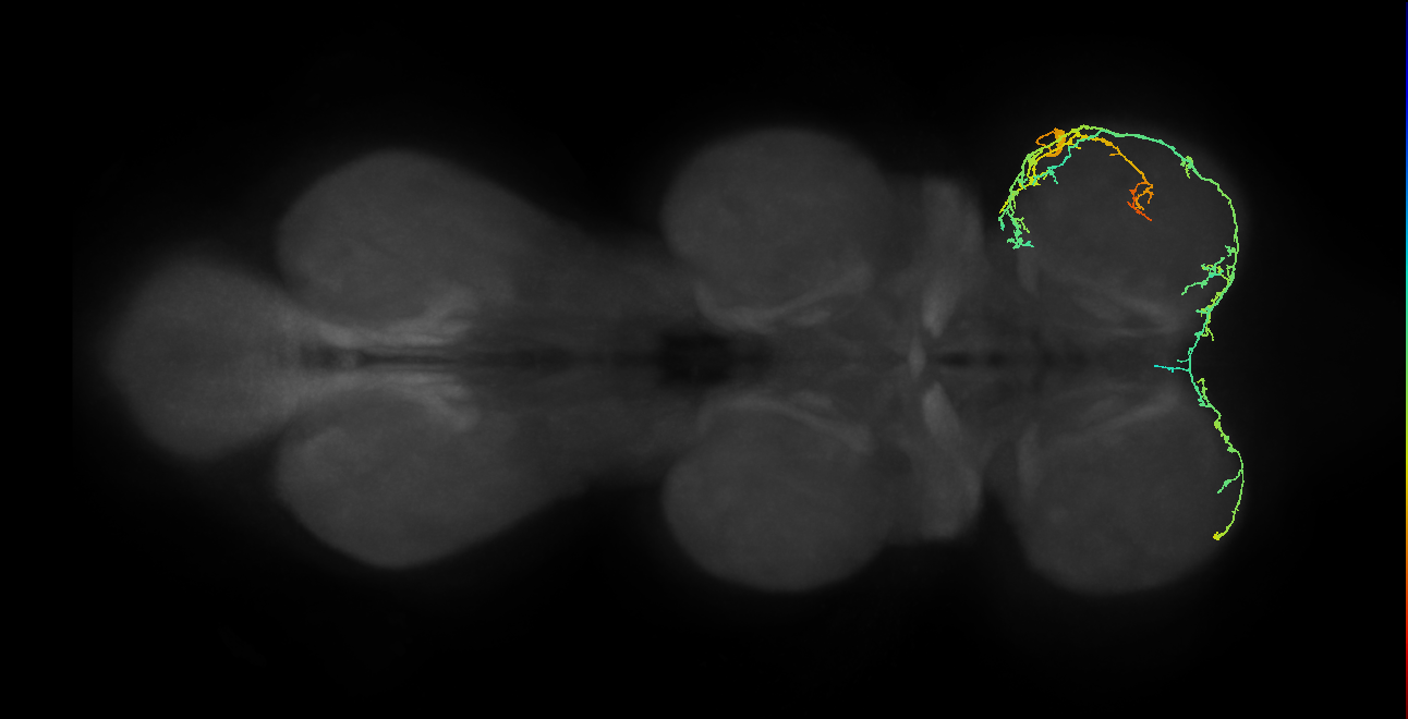 IN19A042_T1_R (MANC:42476)