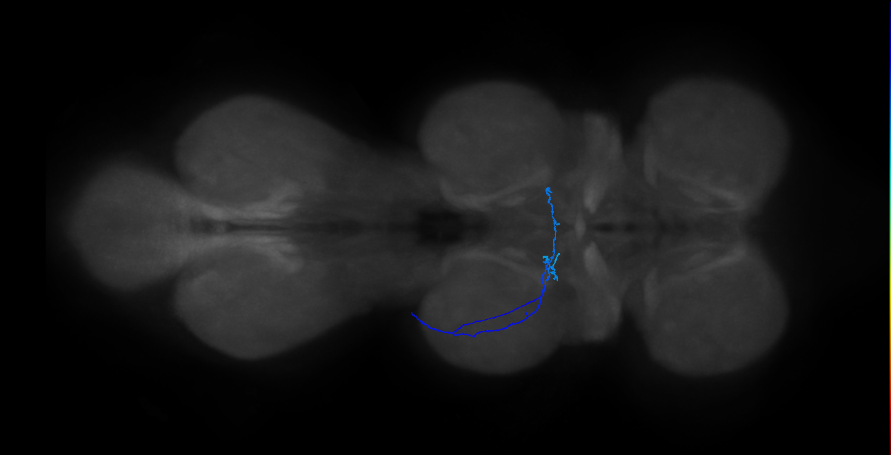 SNta16_MesoLN_L (MANC:42559)
