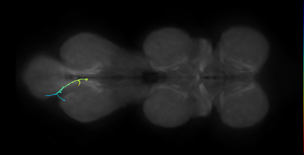 SNta17_MetaLN_L (MANC:42715)
