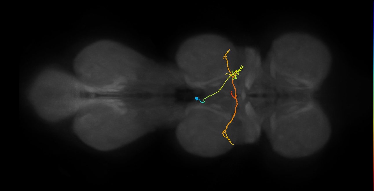 IN06B086_T2_L (MANC:42730)