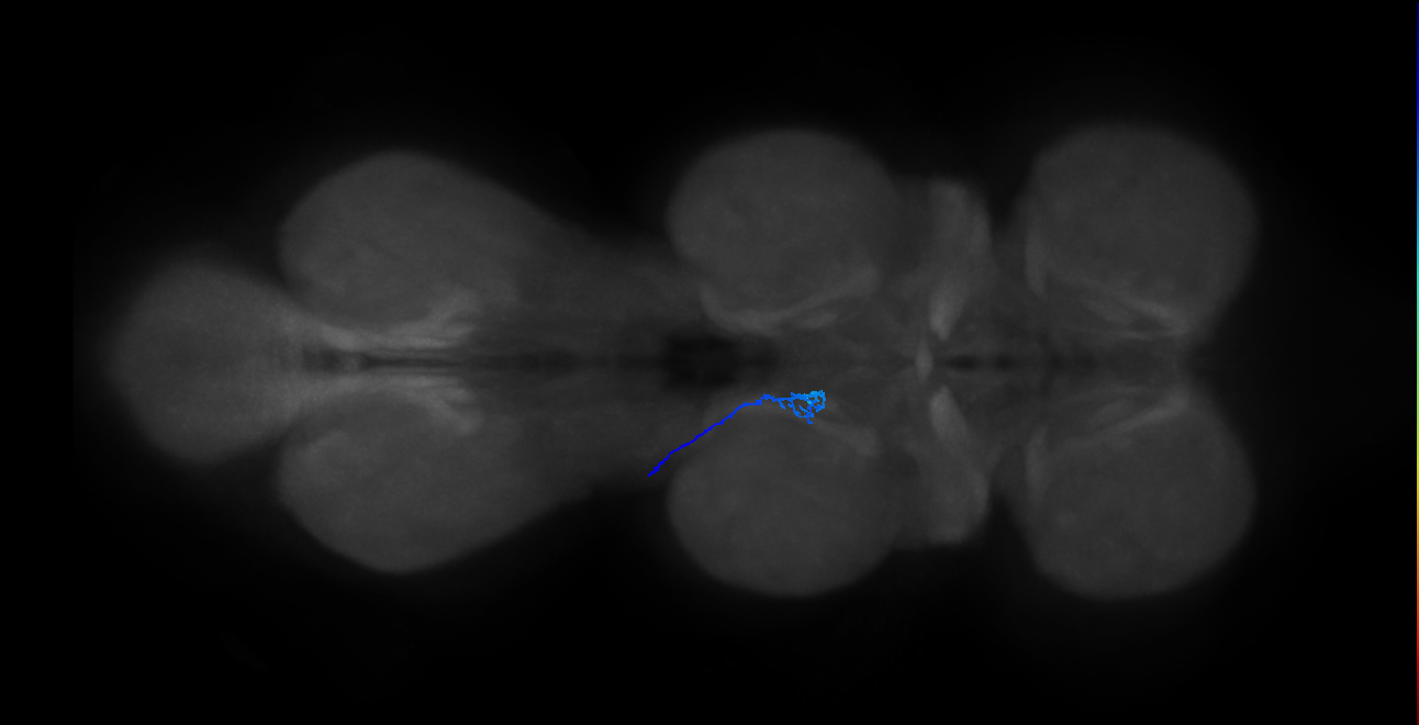 SNch06_MesoLN_L (MANC:42983)