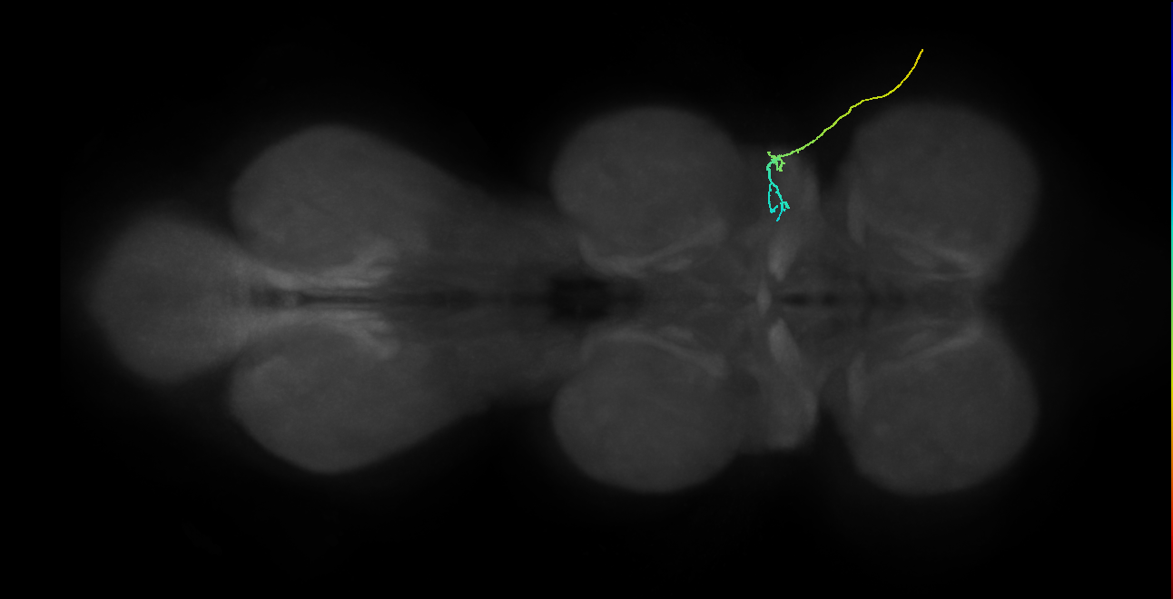 SNta04_ADMN_R (MANC:43235)