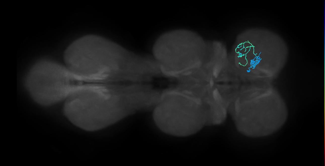 IN01B014_T1_R (MANC:43476)