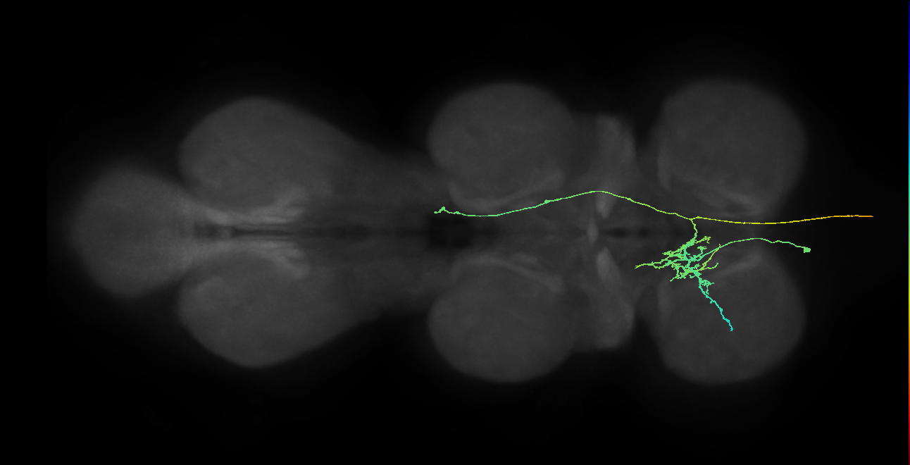 AN10B017_T1_L (MANC:43492)