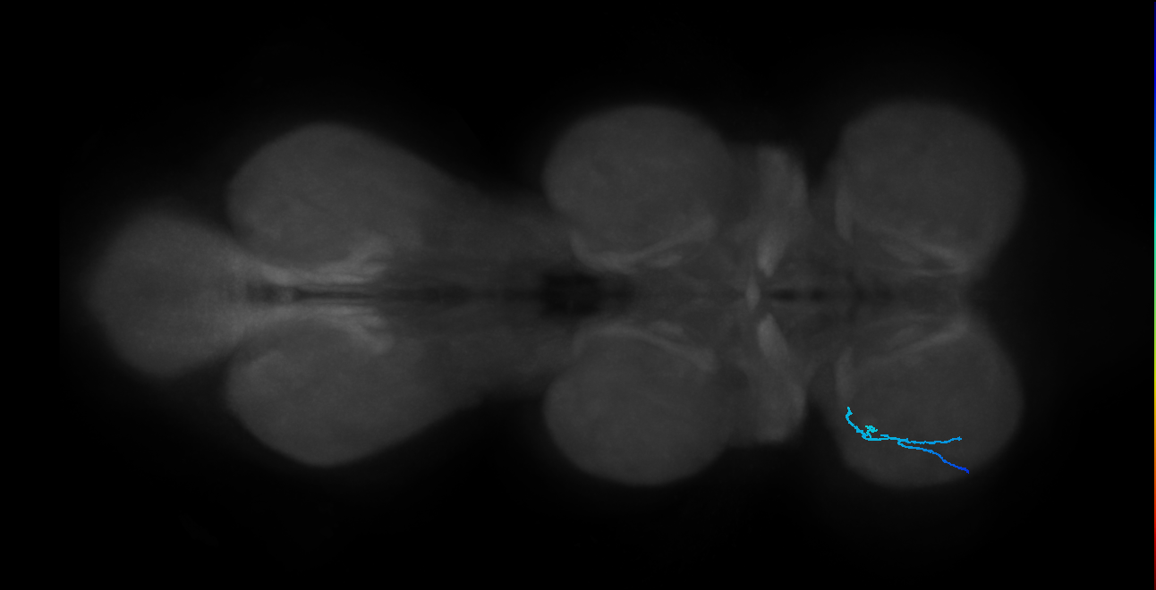 SNta19_ProLN_L (MANC:43719)