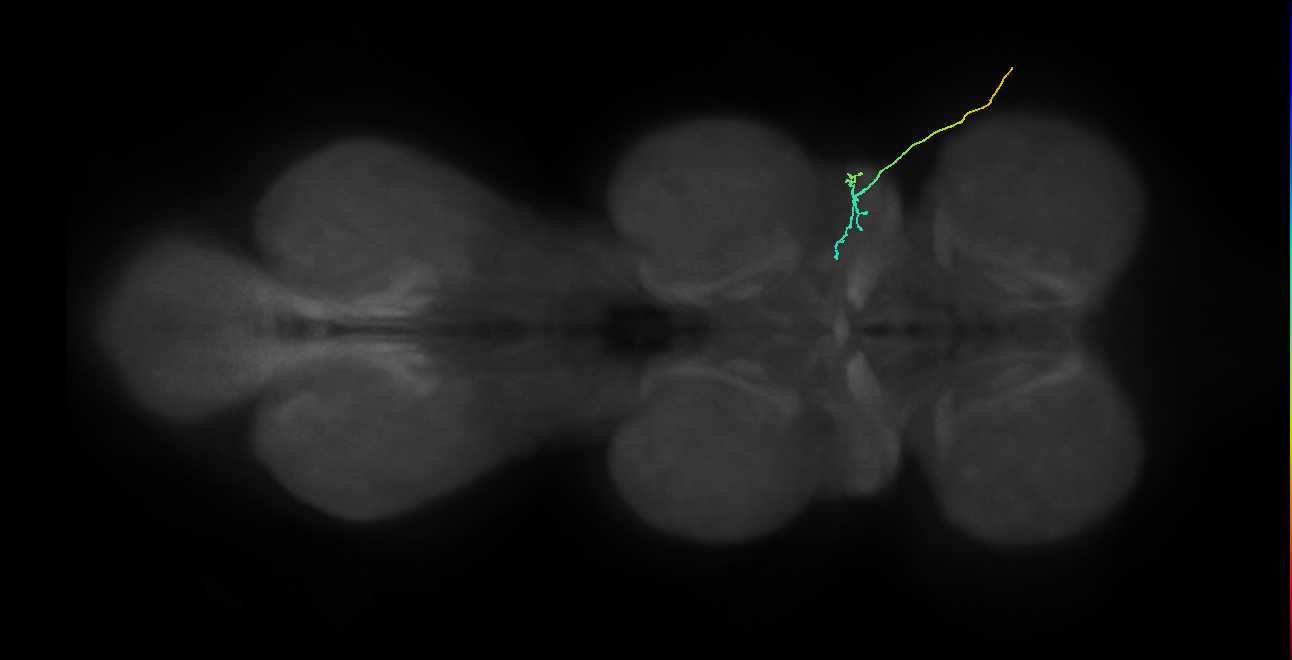 SNta04_ADMN_R (MANC:43813)