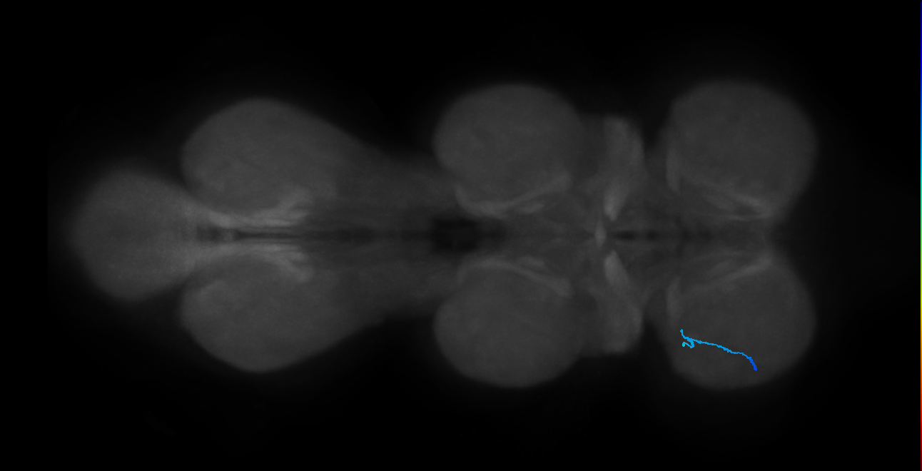 SNtaxx_ProLN_L (MANC:44048)