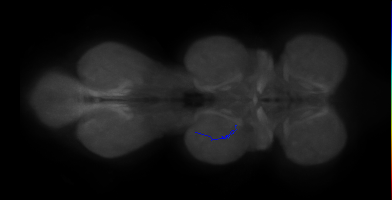 SNta19_MesoLN_L (MANC:44060)