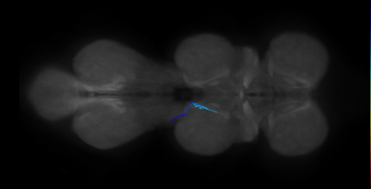 SNta20_MesoLN_L (MANC:44137)