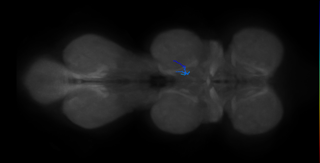 SNch05_MesoLN_R (MANC:44416)