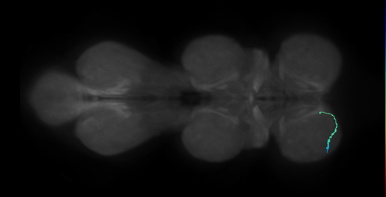 SNta18_ProLN_L (MANC:44441)