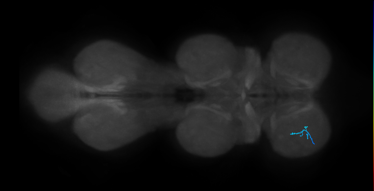 SNta21_ProLN_L (MANC:44468)