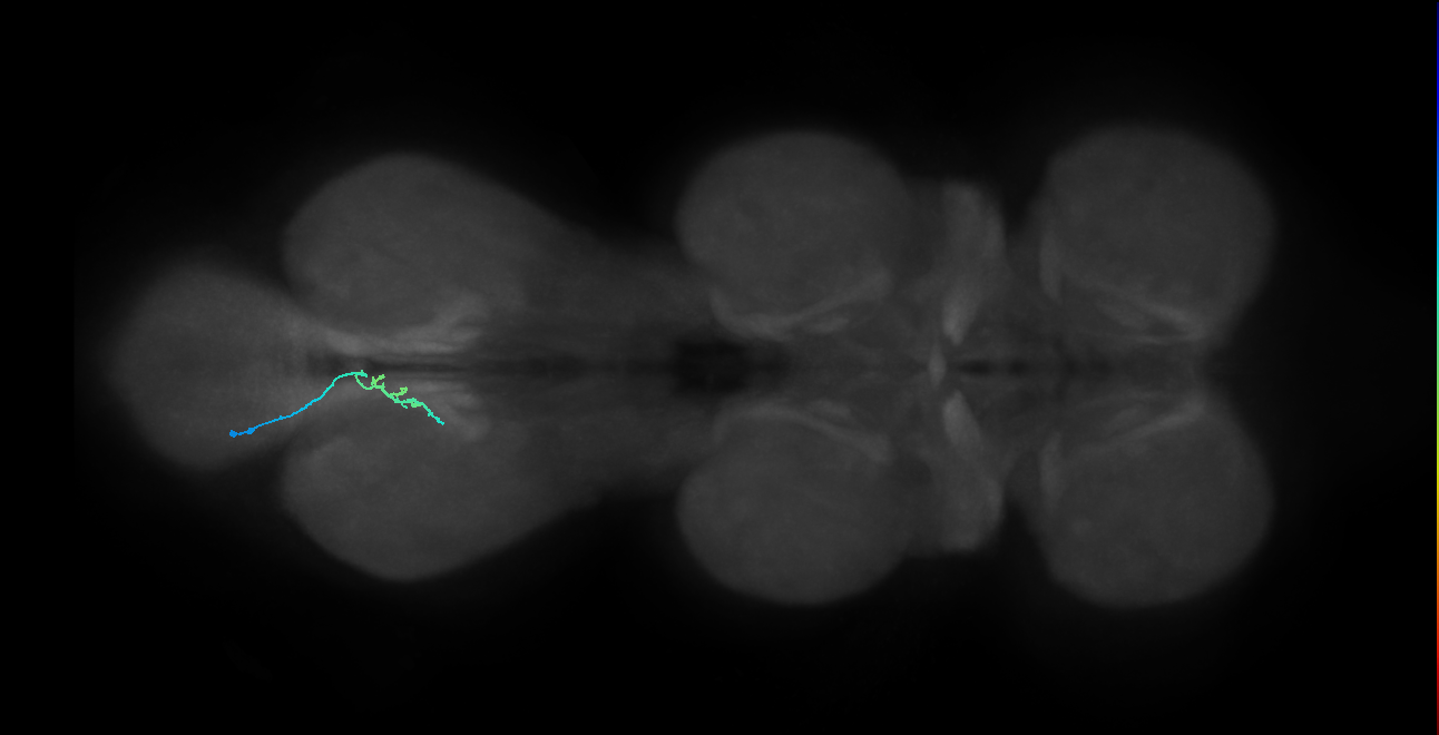 SNta20_MetaLN_L (MANC:44471)