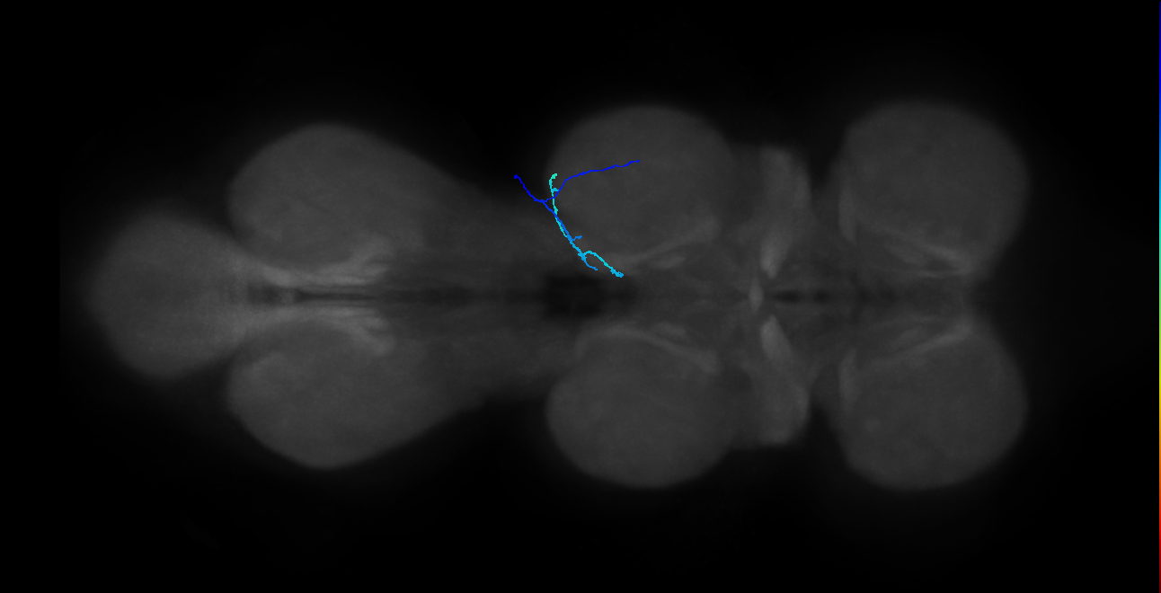 SNtaxx_MesoLN_R (MANC:44556)