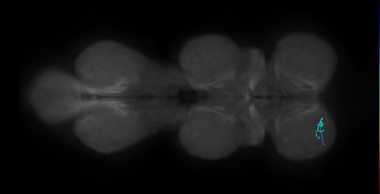 SNta22_ProLN_L (MANC:44889)