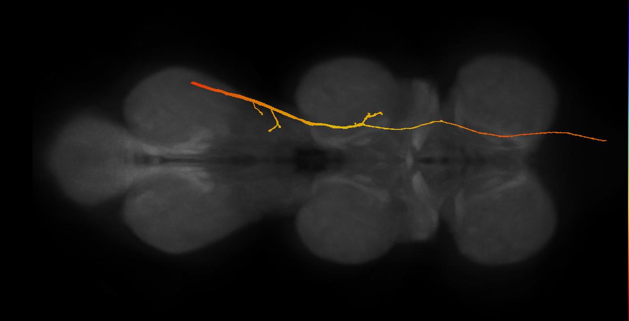 SAppxx_DMetaN_R (MANC:45283)