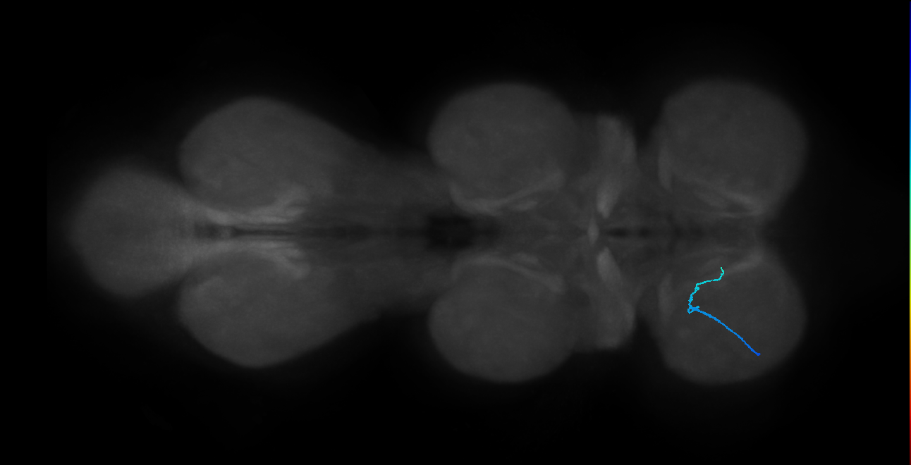 SNch08_ProLN_L (MANC:45466)