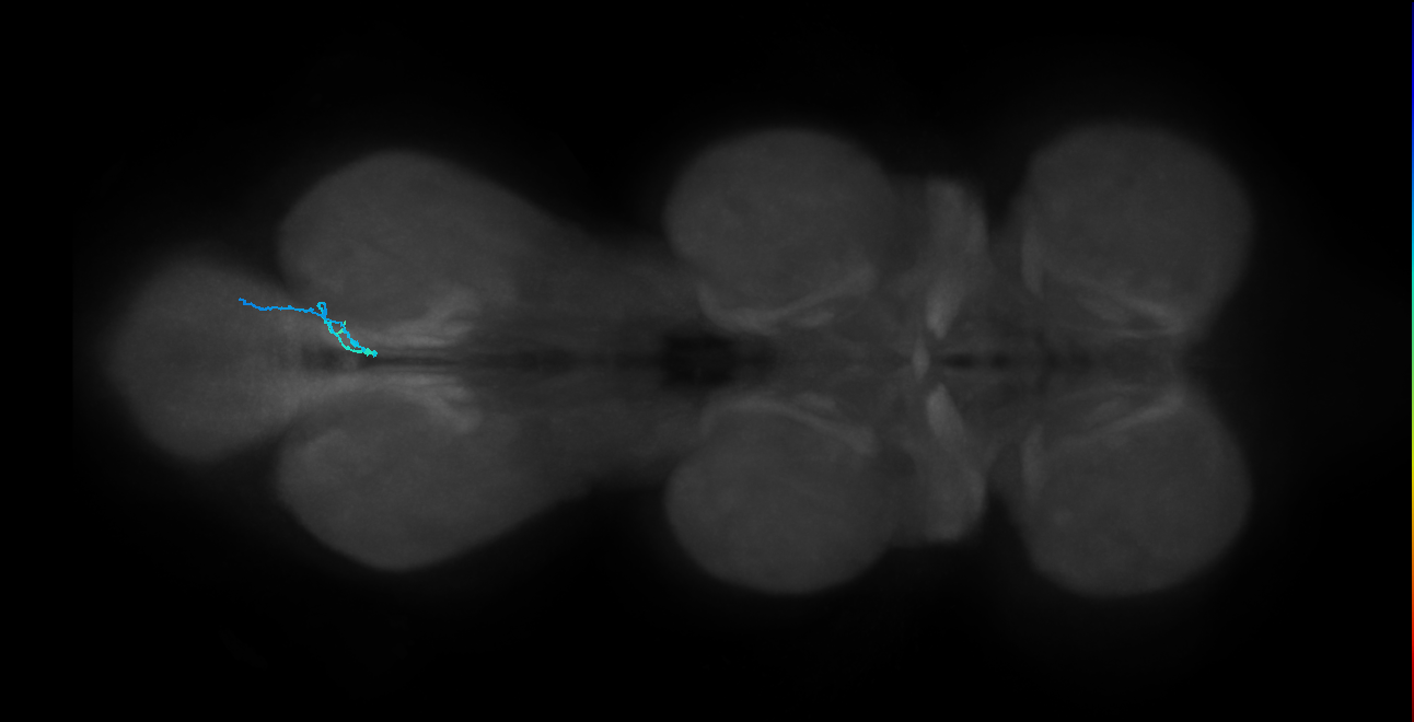 SNch12_MetaLN_R (MANC:45472)