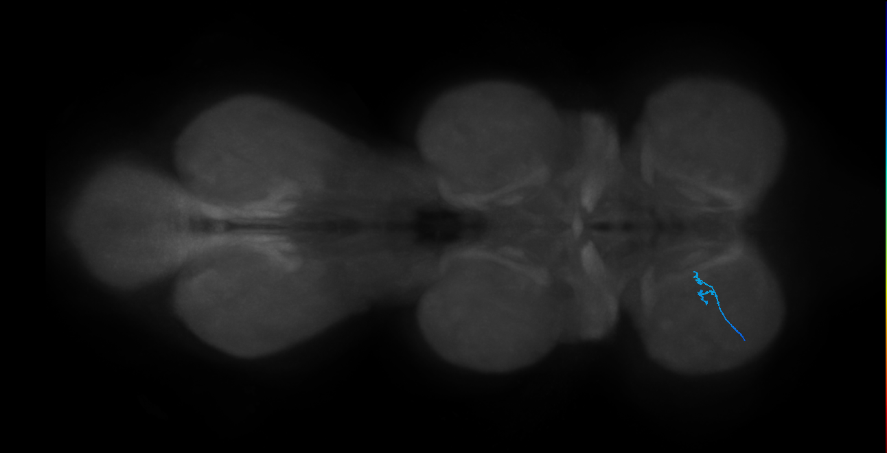 SNch10_ProLN_L (MANC:45634)