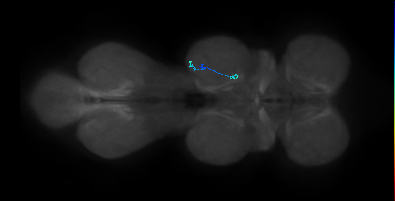 SNpp38_MesoLN_R (MANC:45922)