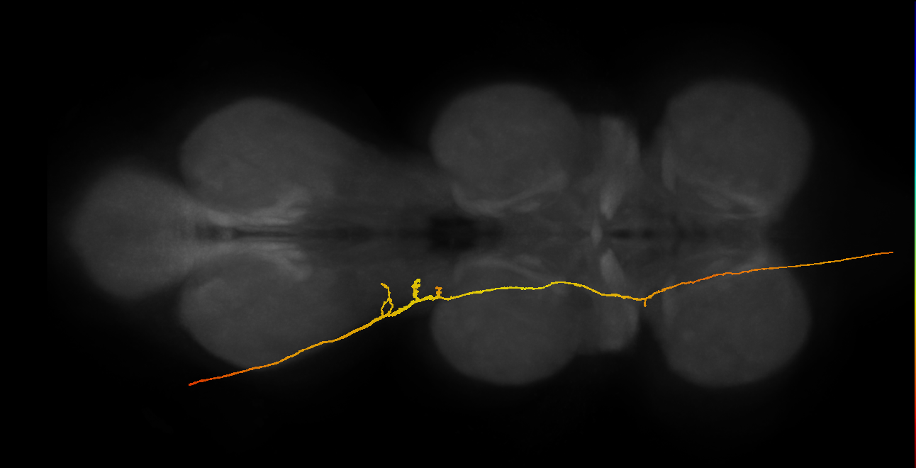 SAppxx_DMetaN_L (MANC:46529)