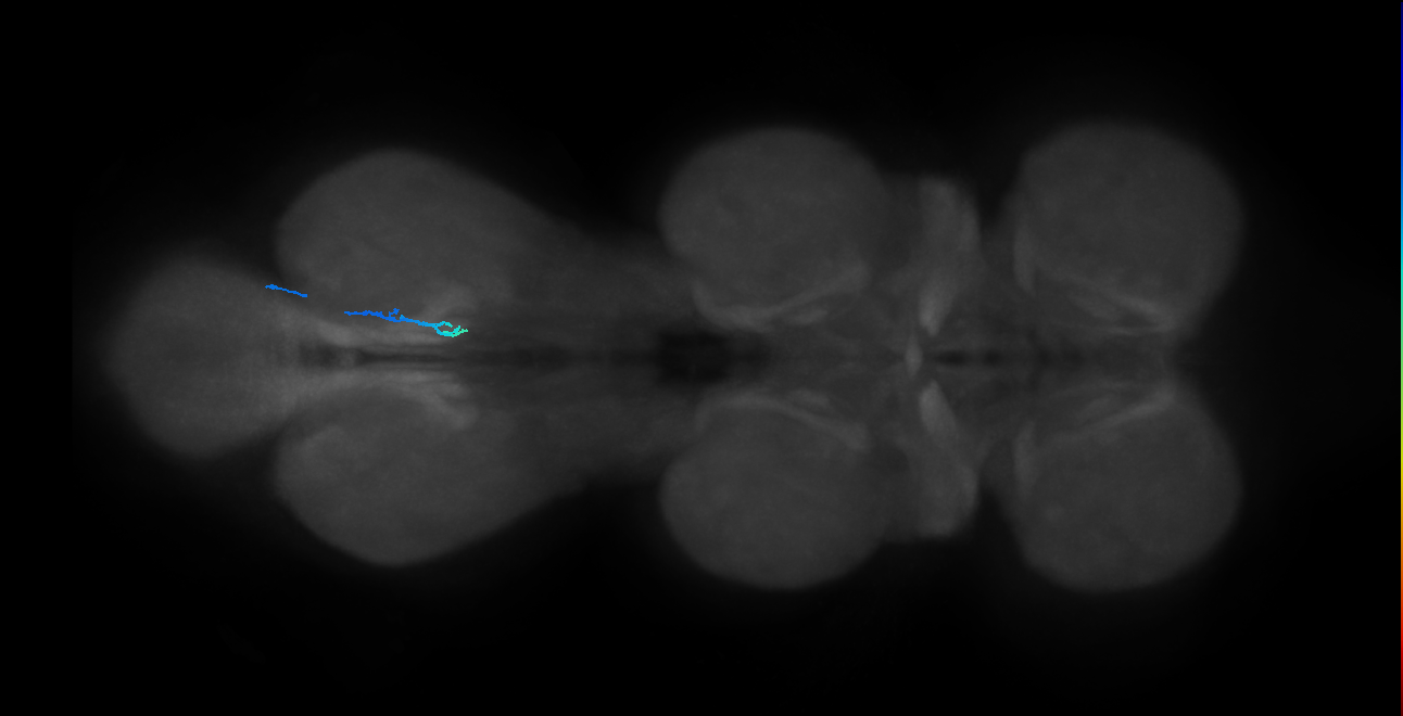 SNch05_MetaLN_R (MANC:47005)