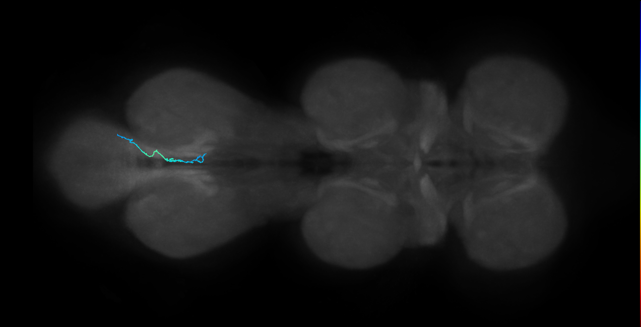 SNch14_MetaLN_R (MANC:47007)