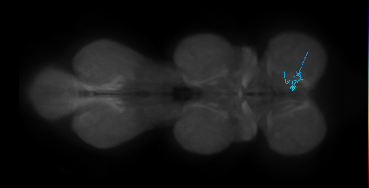 SNch13_ProLN_R (MANC:47384)