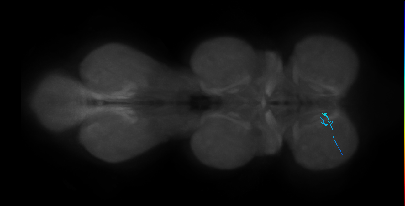 SNch07_ProLN_L (MANC:47405)