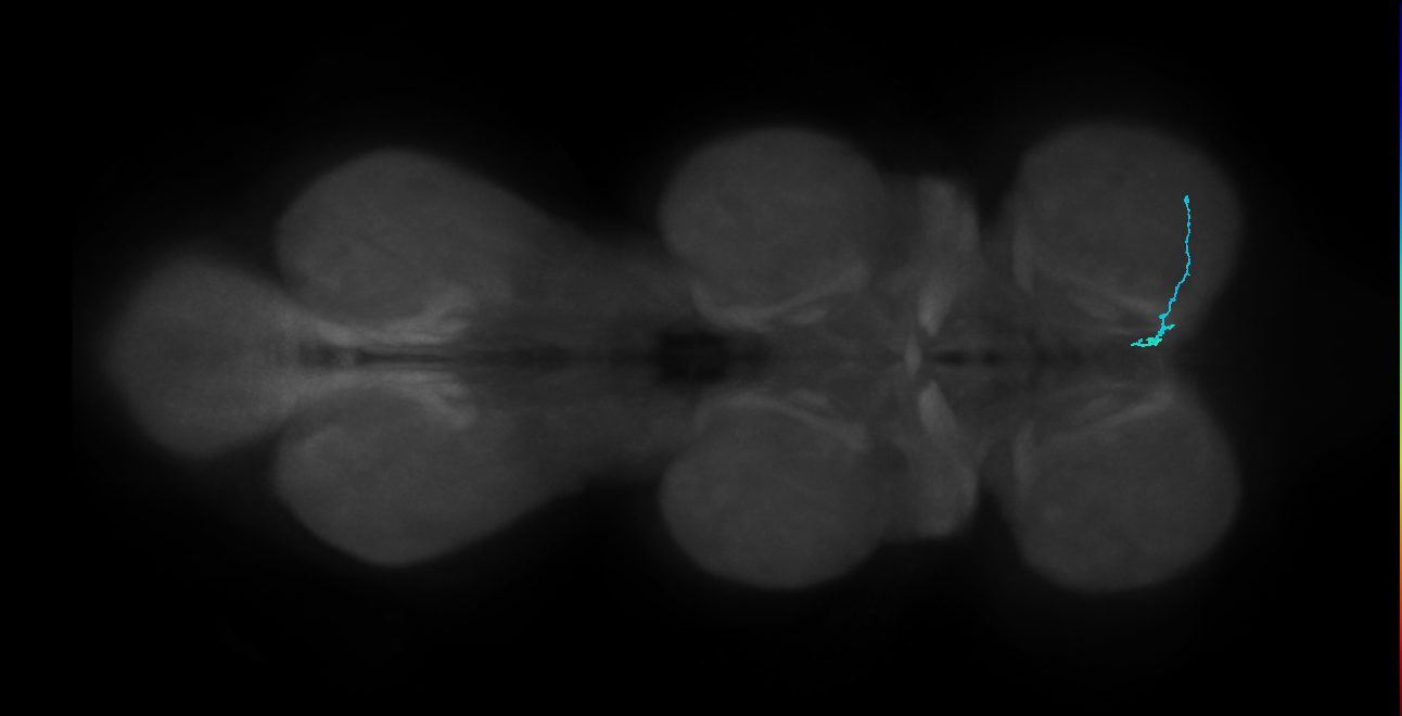 SNch14_ProLN_R (MANC:48248)