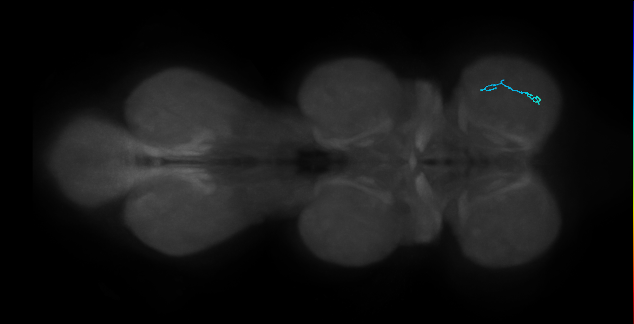 SNta19_ProLN_R (MANC:49074)