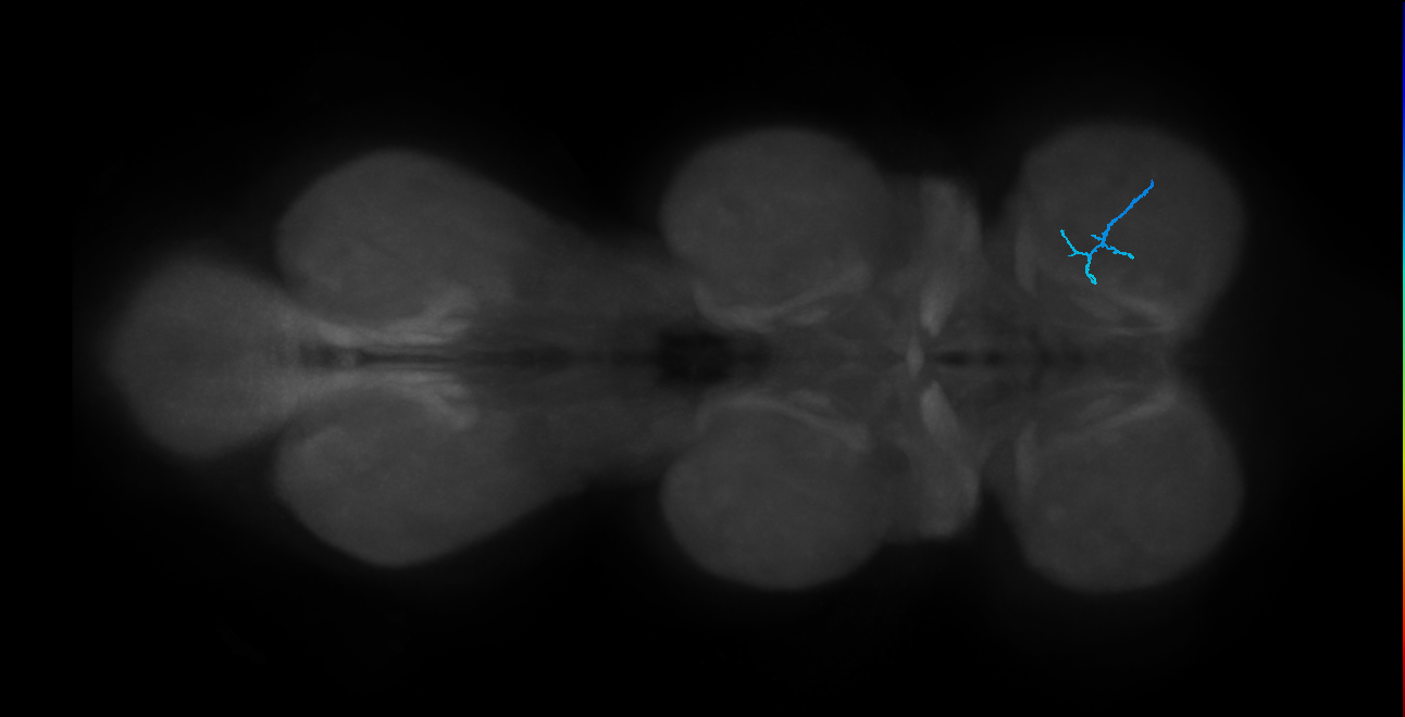 SNch12_ProLN_R (MANC:49316)