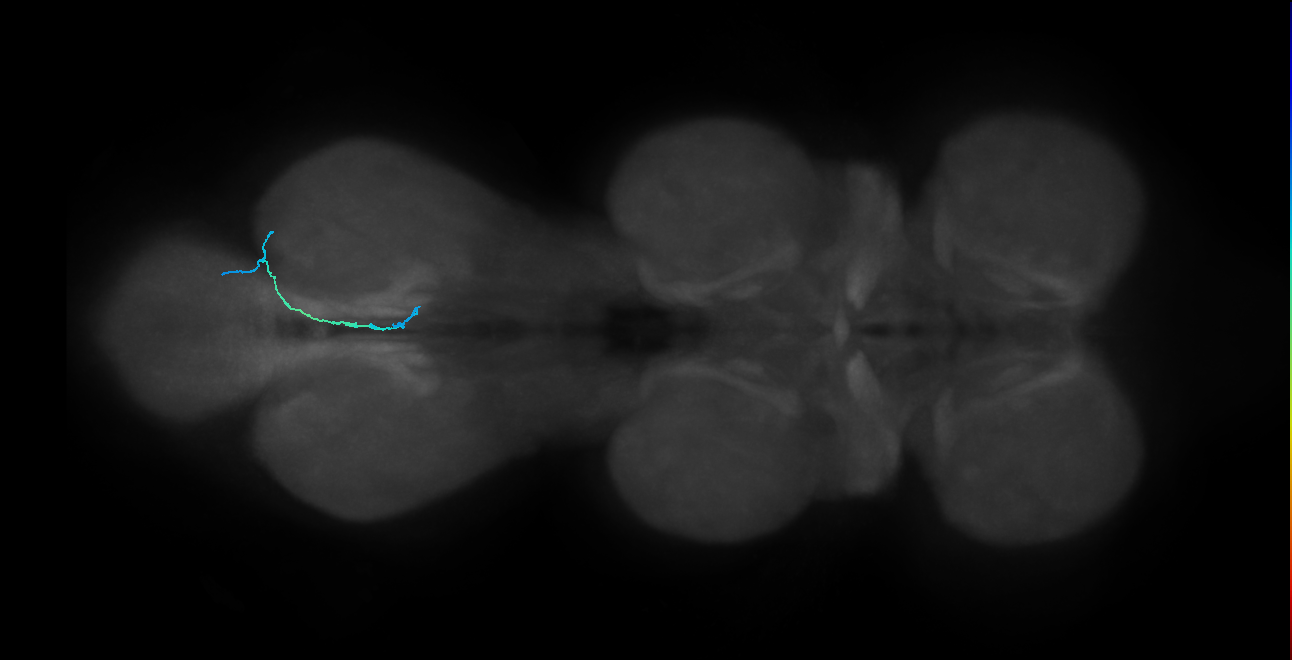 SNch14_MetaLN_R (MANC:50624)