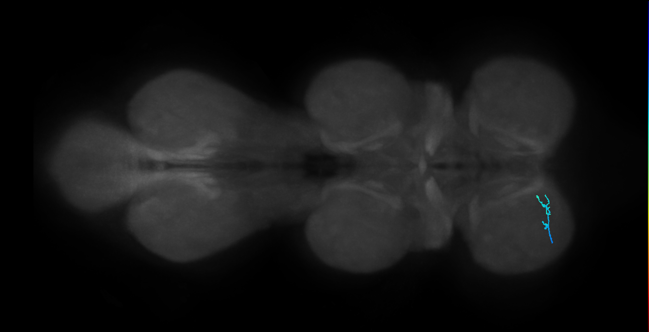 SNta24_ProLN_L (MANC:50792)