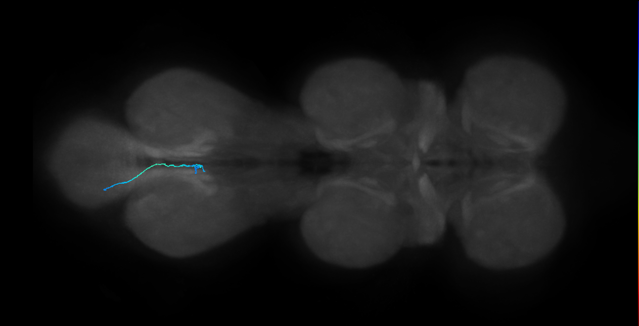SNch14_MetaLN_L (MANC:52007)