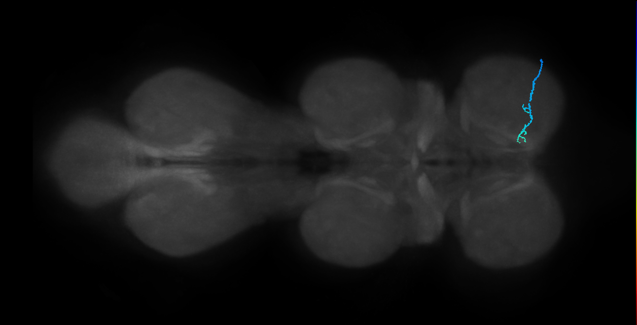 SNta24_ProLN_R (MANC:53175)