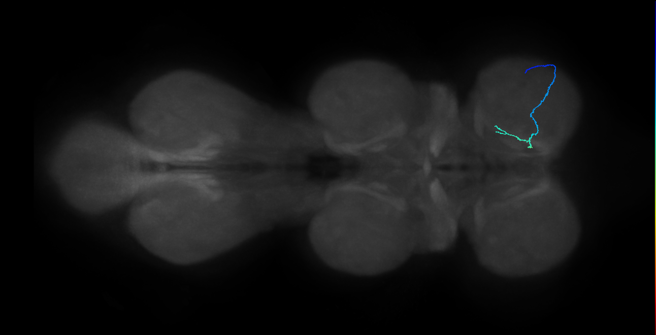 SNta24_ProLN_R (MANC:53178)