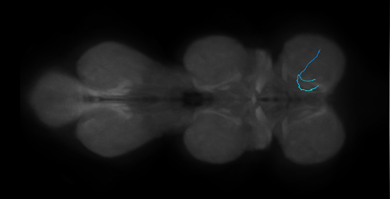 SNch07_ProLN_R (MANC:53342)