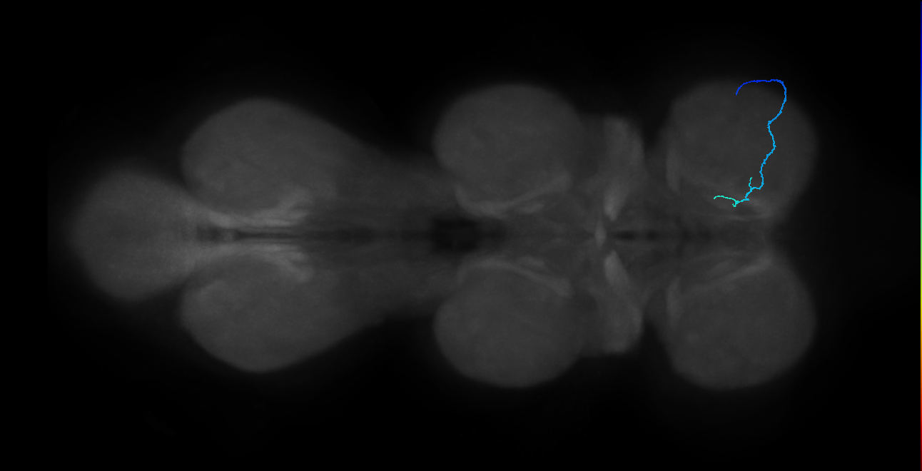 SNch08_ProLN_R (MANC:55016)