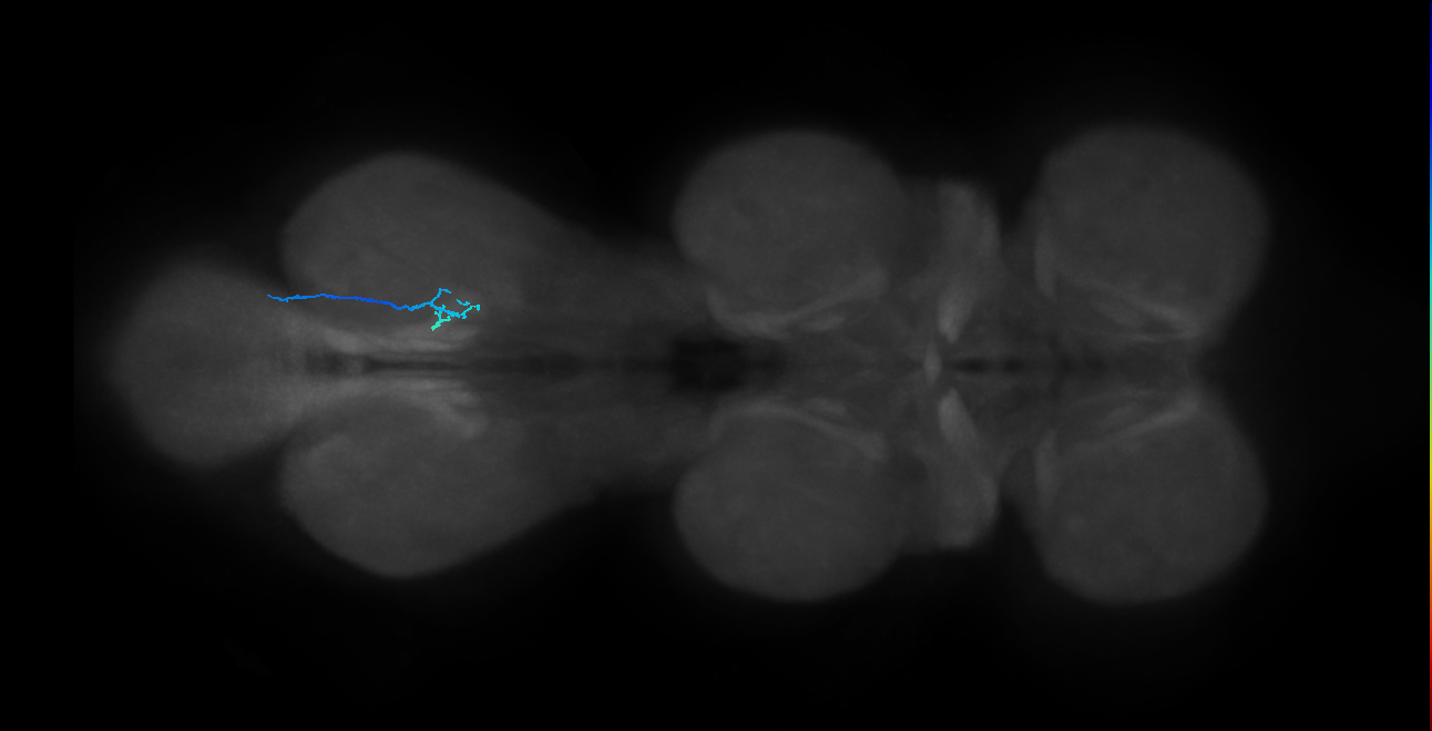 SNta20_MetaLN_R (MANC:55231)