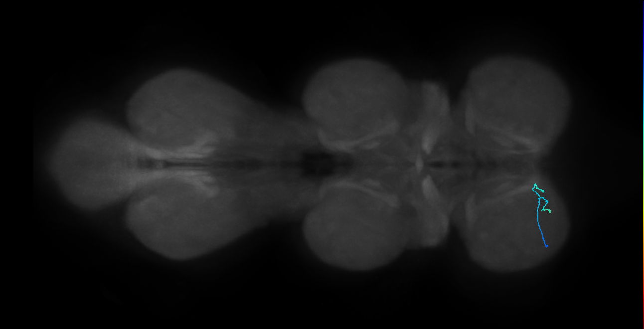 SNta24_ProLN_L (MANC:55902)