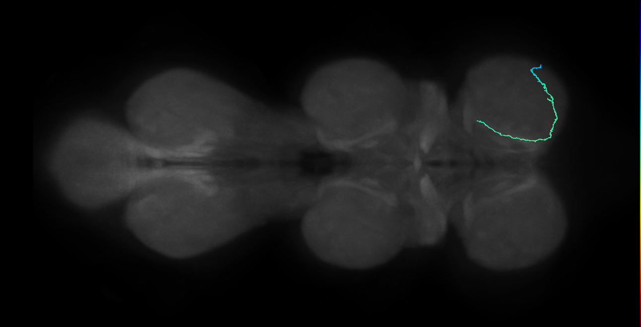 SNta18_ProLN_R (MANC:56081)