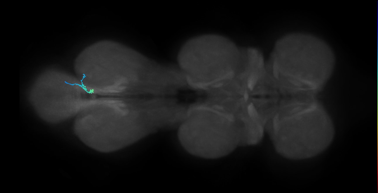 SNta20_MetaLN_R (MANC:56532)