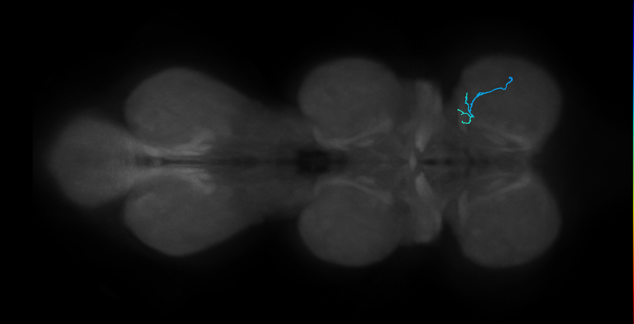 SNtaxx_ProLN_R (MANC:57340)