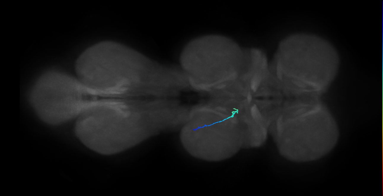 SNpp37_MesoLN_L (MANC:57811)