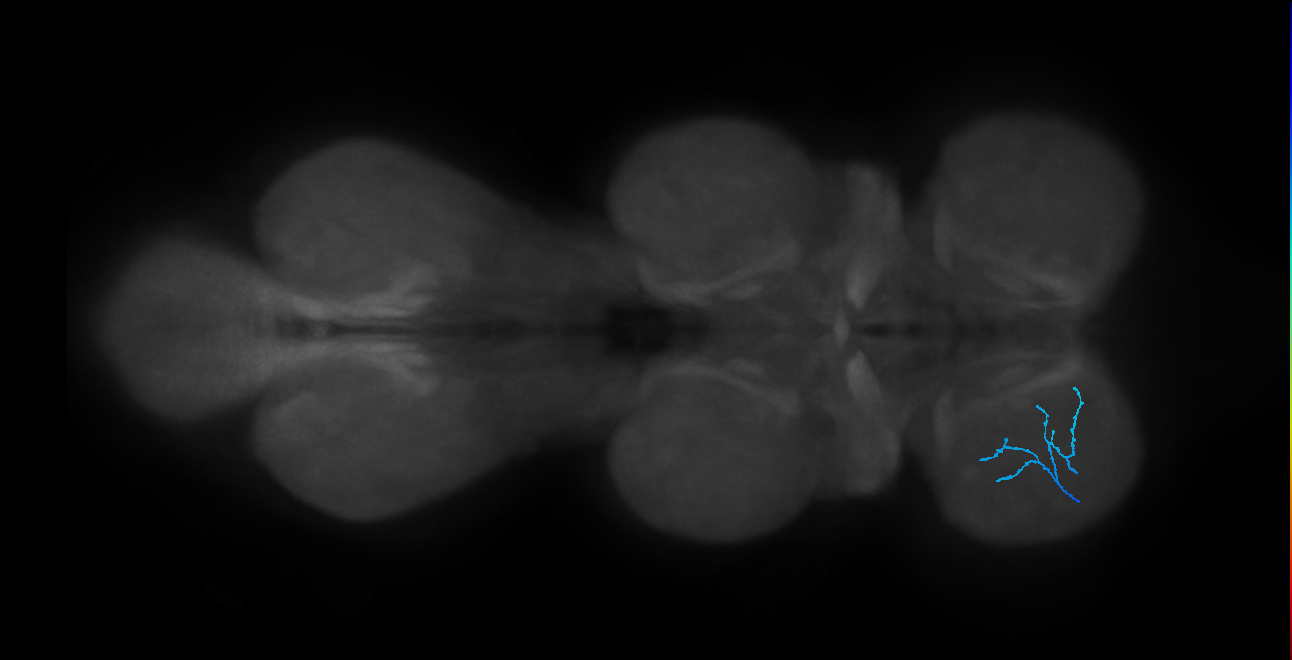 SNta23_ProLN_L (MANC:58150)