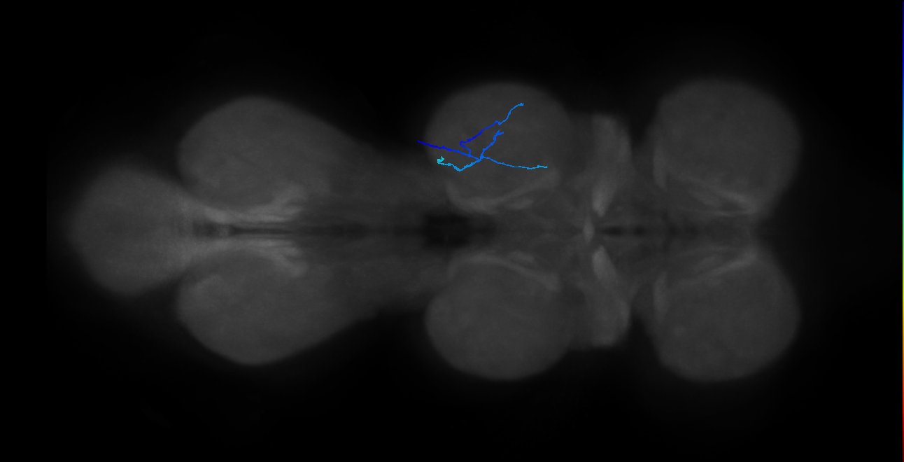 SNpp41_MesoLN_R (MANC:61981)