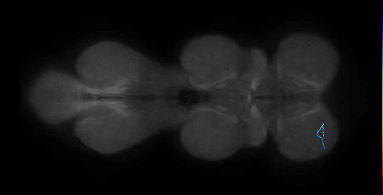 SNtaxx_ProLN_L (MANC:66869)