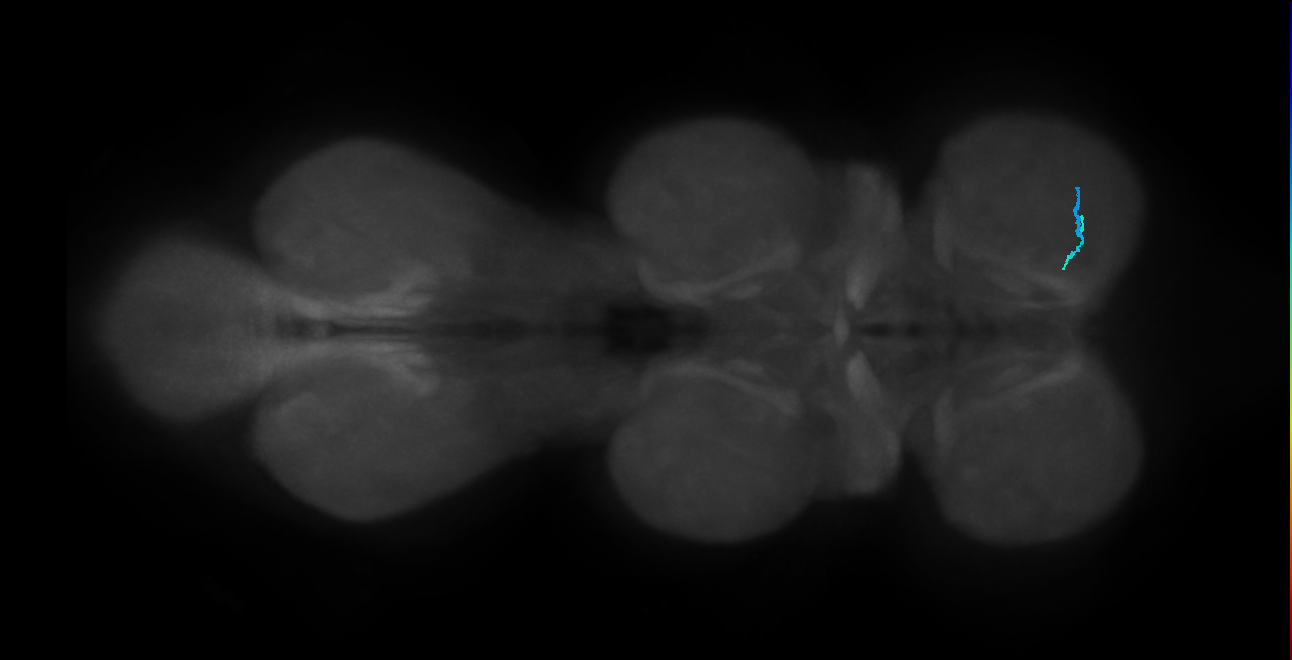 SNtaxx_ProLN_R (MANC:70410)